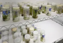 Plantas cultivadas em laboratório